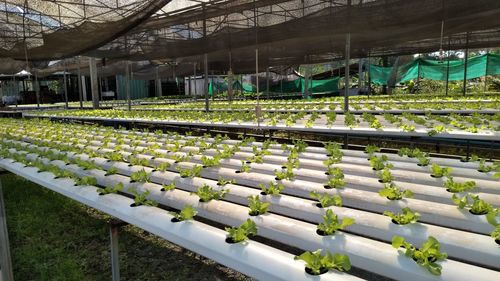 Full frame shot of greenhouse
