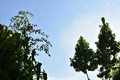 Low angle view of silhouette tree against sky