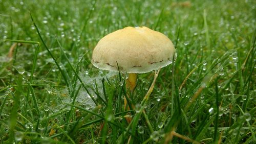 Close-up of mushroom growing on field