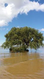 Tree by water against sky