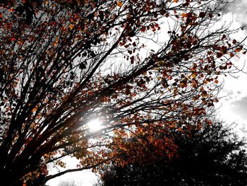 Low angle view of trees against sky