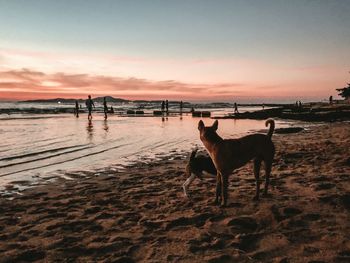 View of dog on beach against sunset sky