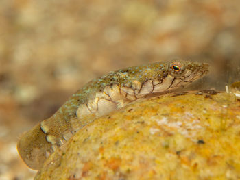 Close-up of lizard on rock