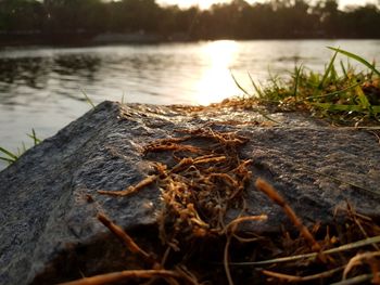 Close-up of tree over lake during sunset