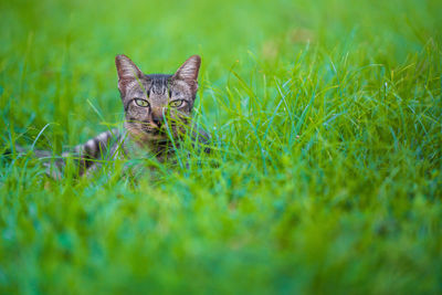 Portrait of cat on field