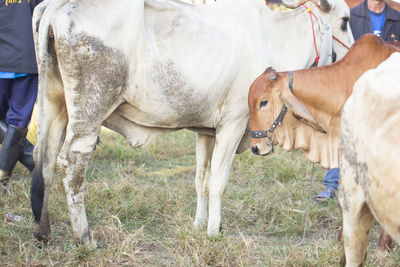 Close-up of horse standing on field