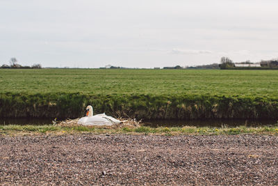 Scenic view of swan nesting against sky