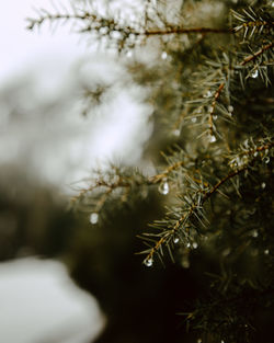 Close-up of pine tree during winter