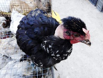 Close-up of a bird