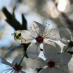 Close-up of white flowering plant on tree