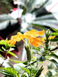 Close-up of yellow flowering plant