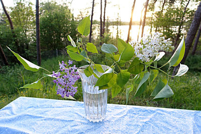 Close-up of flowers in vase on table