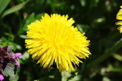 Close-up of yellow flower blooming outdoors