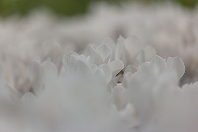 Close-up of white flowering plant