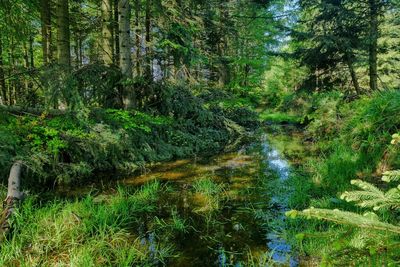 Scenic view of waterfall in forest