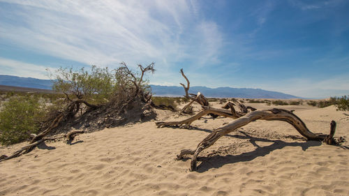 Driftwood on sand at beach against sky