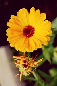 Close-up of yellow flower