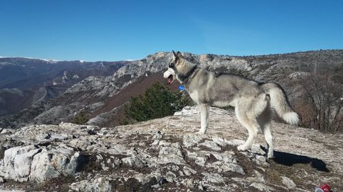 Dog standing on mountain against clear blue sky