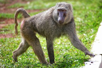 Baboon full frame