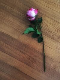 Close-up of pink flowers