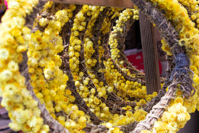 Close-up of yellow flowering plant hanging