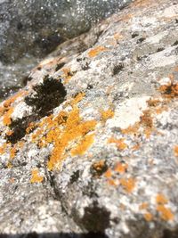 Close-up of lichen on cliff