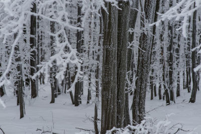 Panoramic shot of frozen trees on snow covered field