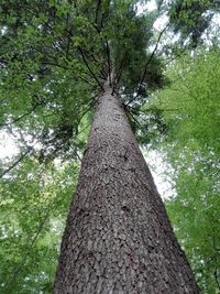 Low angle view of trees in forest