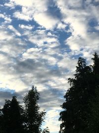 Low angle view of trees against sky