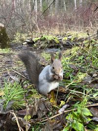 Squirrel in a forest