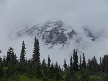 Panoramic view of pine trees in forest against sky during winter