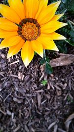 Close-up of yellow flowers