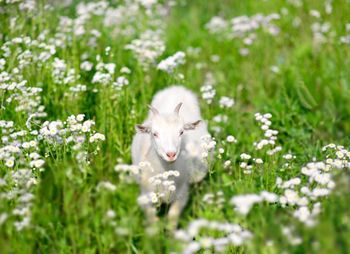 White goat in pasture