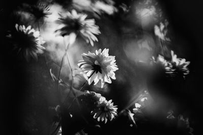 High angle view of white flowering plants