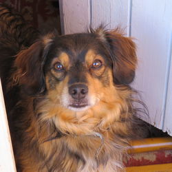 Portrait of dog looking at camera