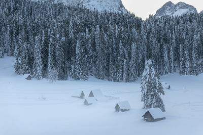 Snow covered land and trees on field
