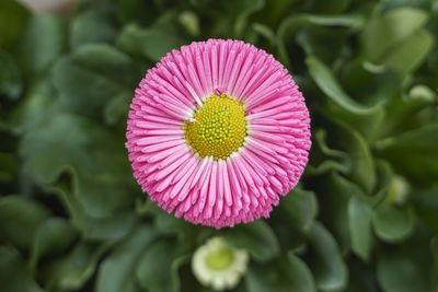 Bellis perennis daisy pomponette flower