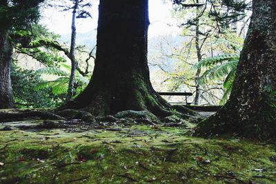 Close-up of tree trunk in forest