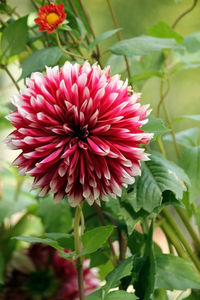 Close-up of pink dahlia