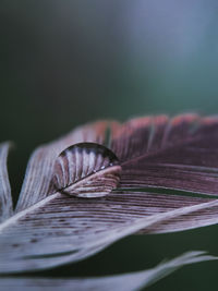 Close-up of dry leaves on plant