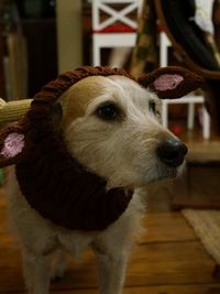 Close-up portrait of dog