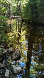 Reflection of trees in calm lake