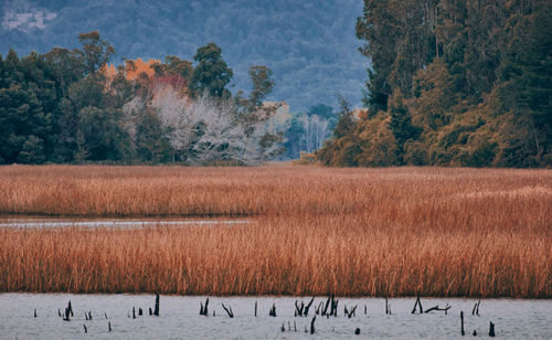 Trees on field by lake during autumn