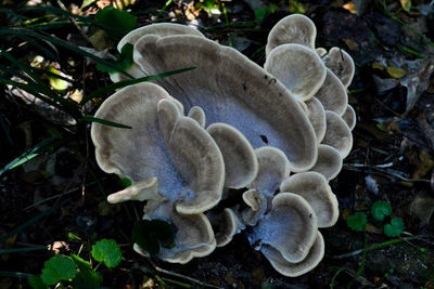 Close-up of a mushrooms