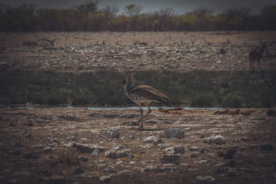 View of a bird on field