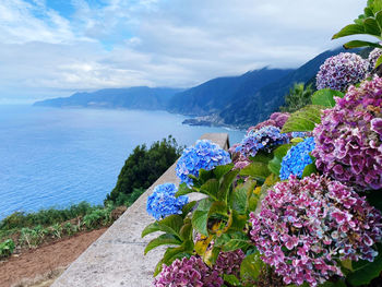 Scenic view of flowering plants by mountains against sky