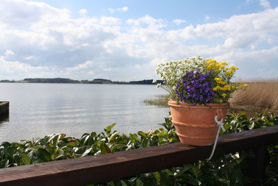 Close-up of potted plant by lake against sky