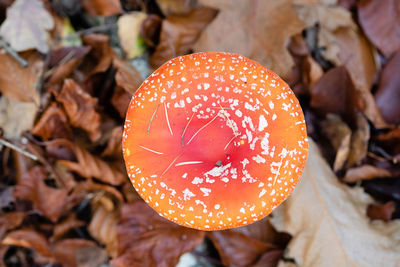 Close-up of fly agaric mushroom on field