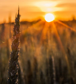 Close-up of stalks against bright sun during sunset