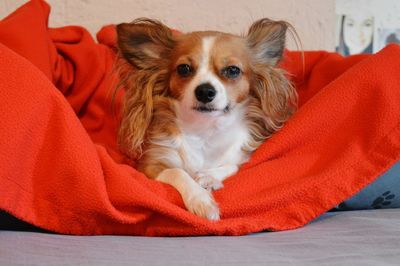 Portrait of dog relaxing on orange fabric at home
